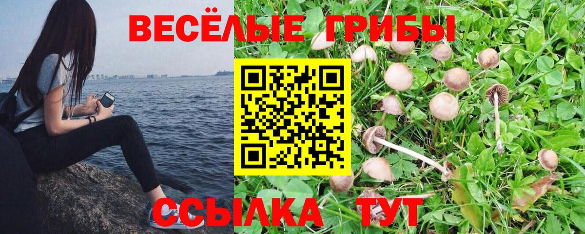 Галлюциногенные грибы Psilocybine cubensis Улан-Удэ
